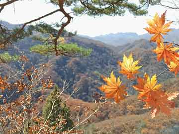 新澳门精准10码中特_背小儿麻痹症男友登泰山 当事人回应,具体操作步骤指导_顶级版93.23.50