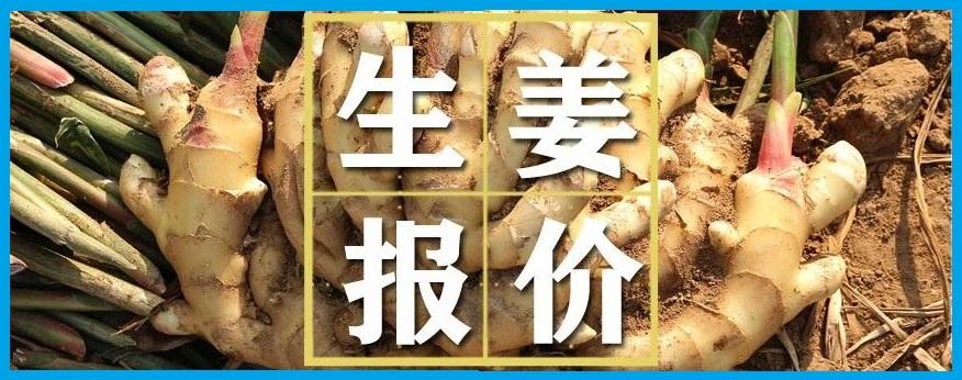 今日生姜价格行情分析与最新价格概览