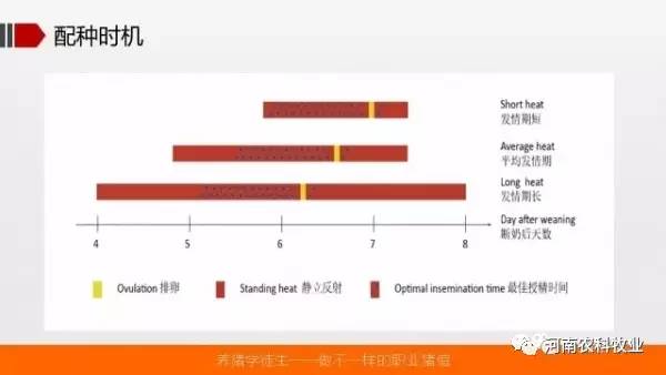 灵活执行策略：澳门资料大全,正版资料查询_特别版65.53.40