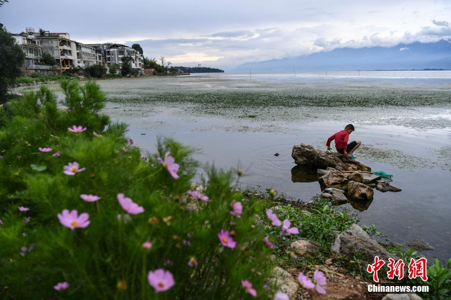 大理洱海生态治理持续推动，最新整治消息守护碧波蓝天