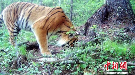 游客偶遇本地野生东北虎，本地人与野生动物的奇妙邂逅