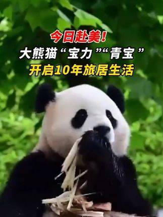 大熊猫宝力青宝启程赴美