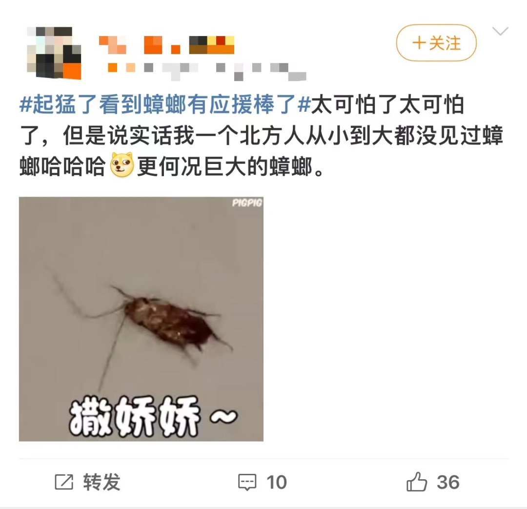 广东蟑螂进化传闻揭秘，疾控部门回应与应对之道