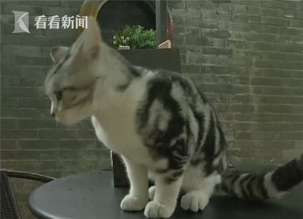 女子1个月逛8次猫咖染上宠物癣