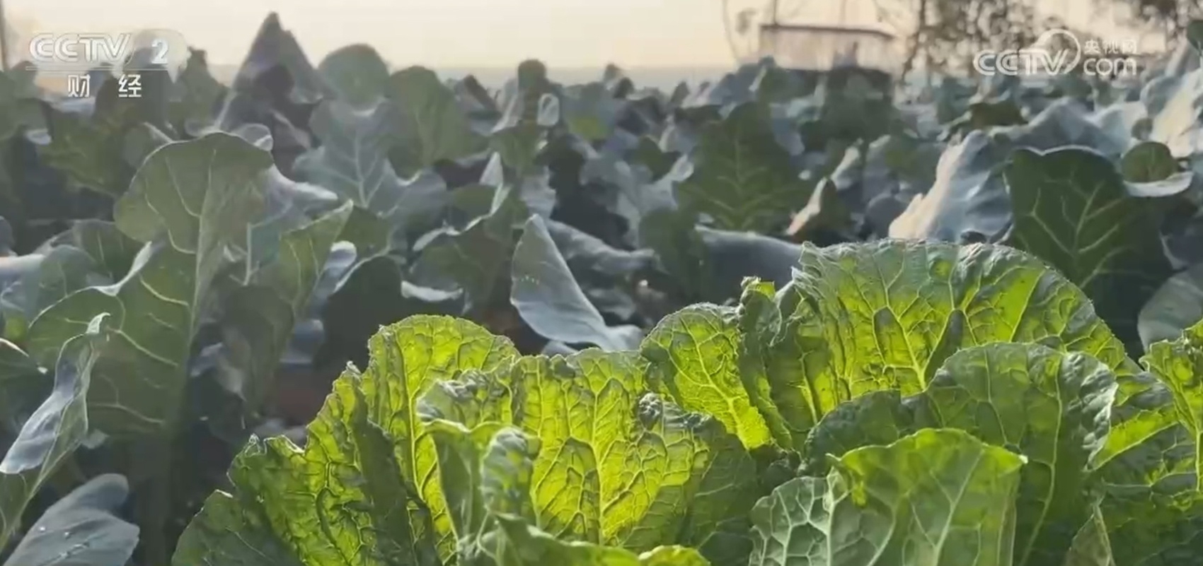 天天好彩_秋季蔬菜大量上市供应充足