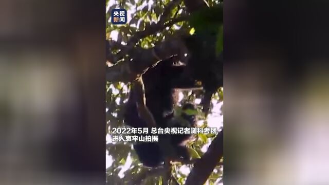 哀牢山神秘鸟鸣与科考之旅，鸟叫声如人类般婉转交流