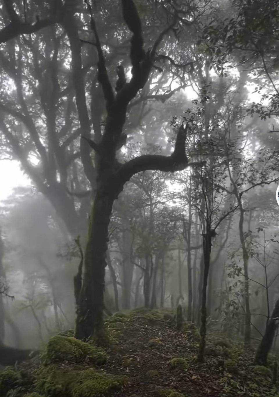 哀牢山神秘科考之旅