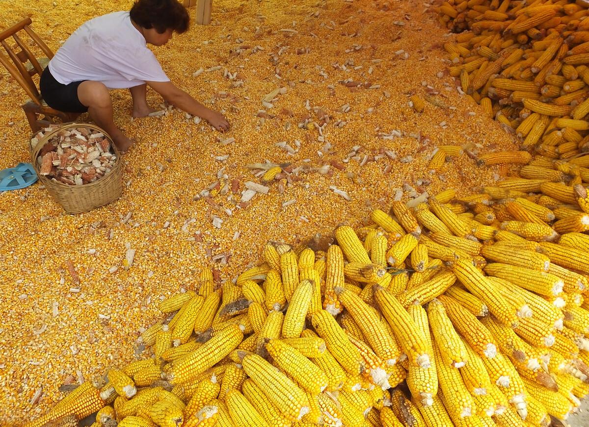 最新玉米价格揭秘与市场走势分析🌽💸