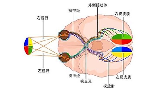 视神经治疗新技术