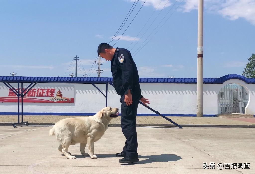 天一犬舍最新种公,天一犬舍最新种公，科技重塑育种世界，引领犬类新时代