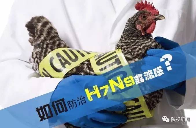 陕西H7N9最新动态，背景、进展与影响全面解析