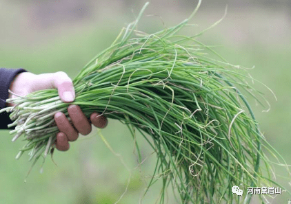 韭菜最新价格,韭菜最新价格，市场走势、种植成本与案例分析