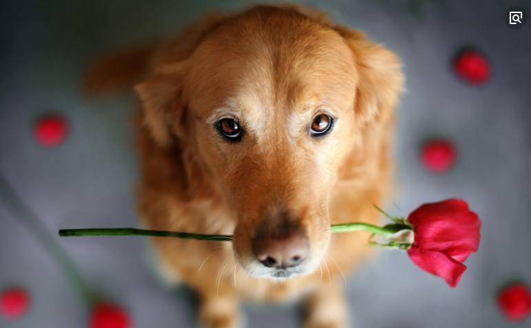 最新青川猎犬买卖联系，励志人生中的学习与自信成就之路