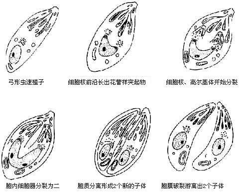 最新孢子虫特效药,最新孢子虫特效药，时代的曙光与医疗的革新