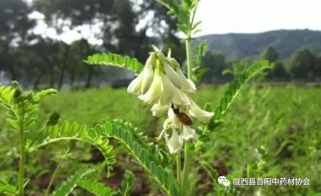 黄芪最新价格走势，历史背景、市场动态与重要地位分析