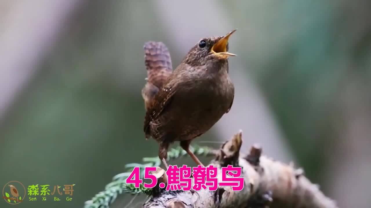 自然之音的魅力与独特之处，最新铜嘴鸟叫声视频欣赏