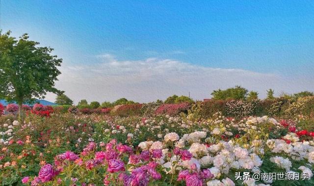 南阳月季园科技绽放，共赏园林未来之美，月季盛开最新消息揭秘